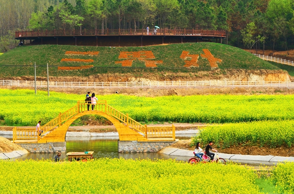 而今,在安徽省明光市的三界生态旅游度假区,金黄的油菜花铺满了景区