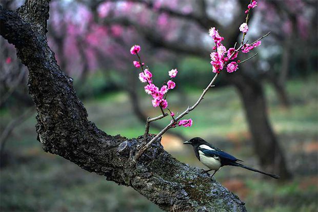 【镜头】不要人夸好颜色 只留清气满乾坤
