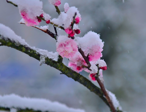 【镜头】梅花更喜漫天雪