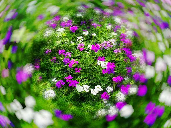 【镜头】秋色连天净 秋花满地香