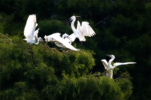 基层要闻 来安县 正文  两个黄鹂鸣翠柳,一行白鹭上青天.